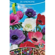 KN Anemone the Caen 20st